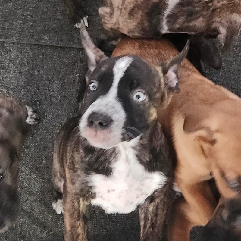 Enlarge ARIEL (HOT PINK) DISNEY, a Adoptable mixed breed in lawton, OK image 2/6