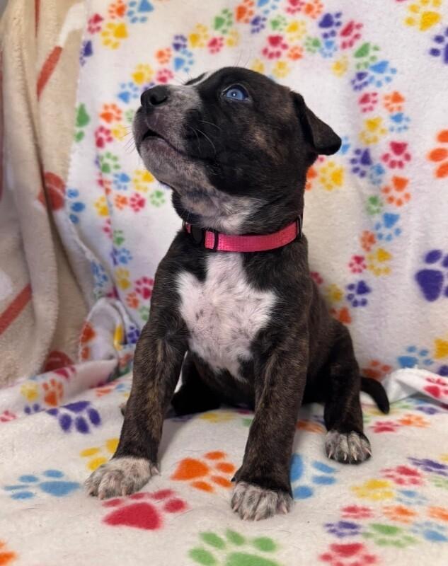 ARIEL (HOT PINK) DISNEY, Adoptable, Adult Female Mixed Breed & Pit Bull Terrier.