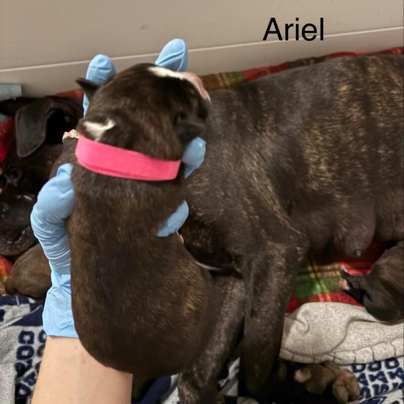 ARIEL (PINK) DISNEY, Adoptable, Adult Female Mixed Breed & Pit Bull Terrier.