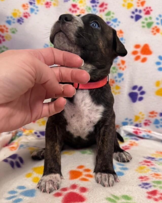 Enlarge ARIEL (HOT PINK) DISNEY, a Adoptable mixed breed in lawton, OK image 3/5