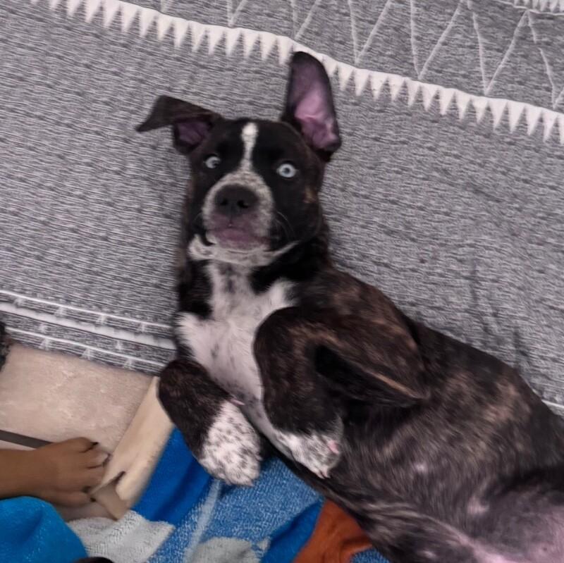 Enlarge ARIEL (HOT PINK) DISNEY, a Adoptable mixed breed in lawton, OK image 4/6