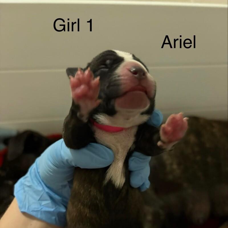 Enlarge ARIEL (PINK) DISNEY, a Adoptable mixed breed in lawton, OK image 2/2