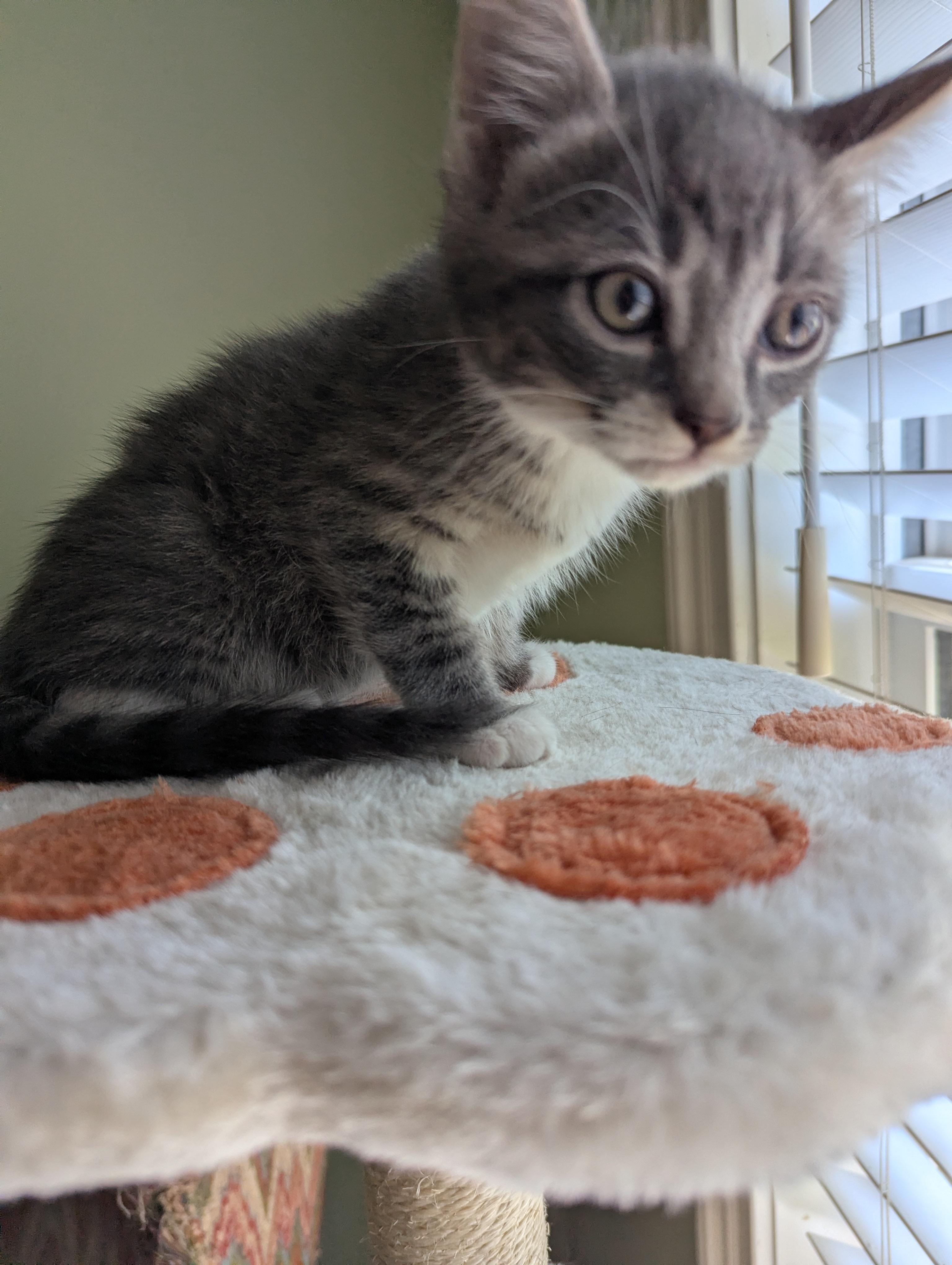 Tuna Turner, a ADOPTABLE Domestic Short Hair in Malden, MA image 1/5