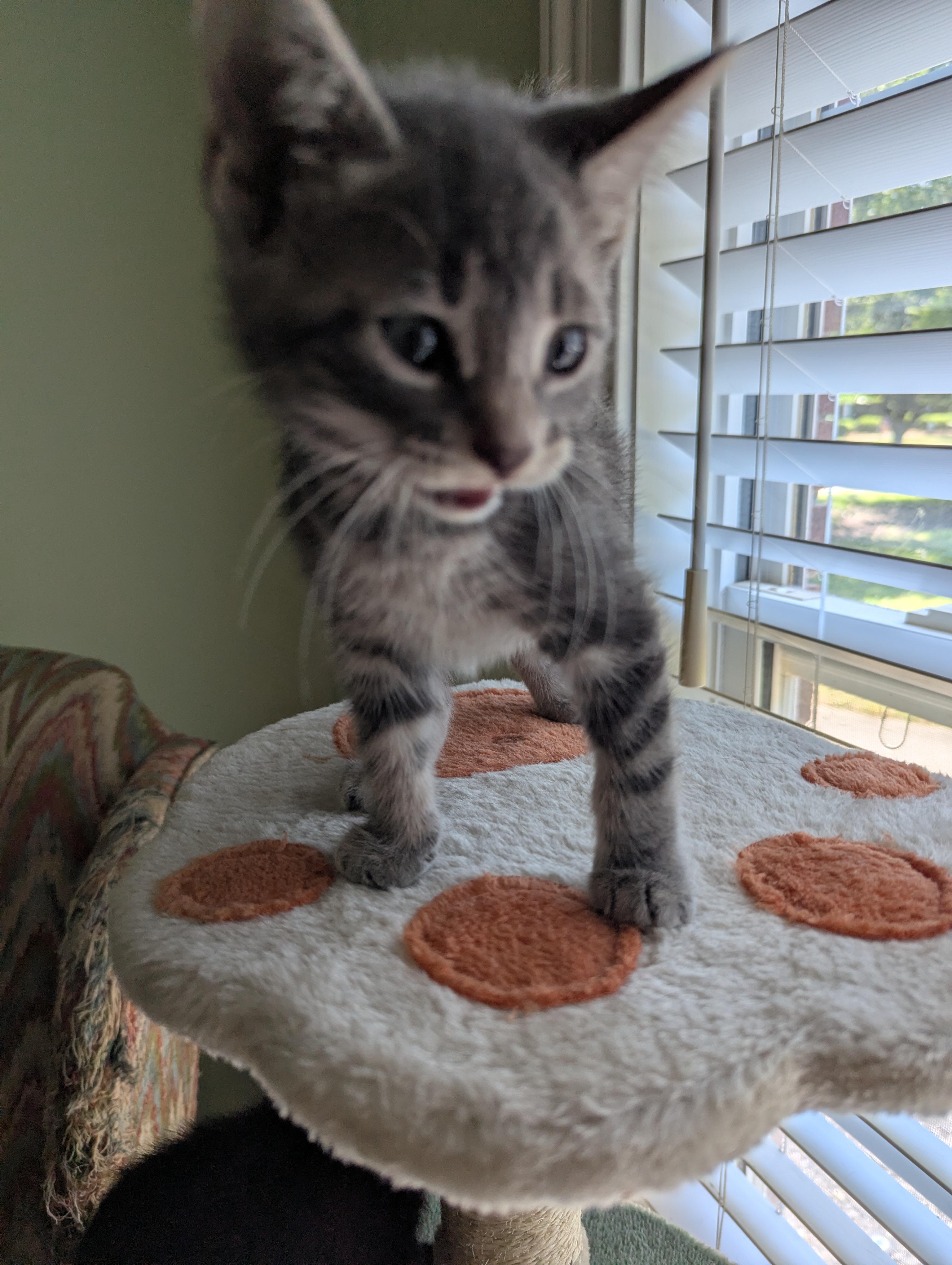 Tuna Turner, a ADOPTABLE Domestic Short Hair in Malden, MA image 2/5