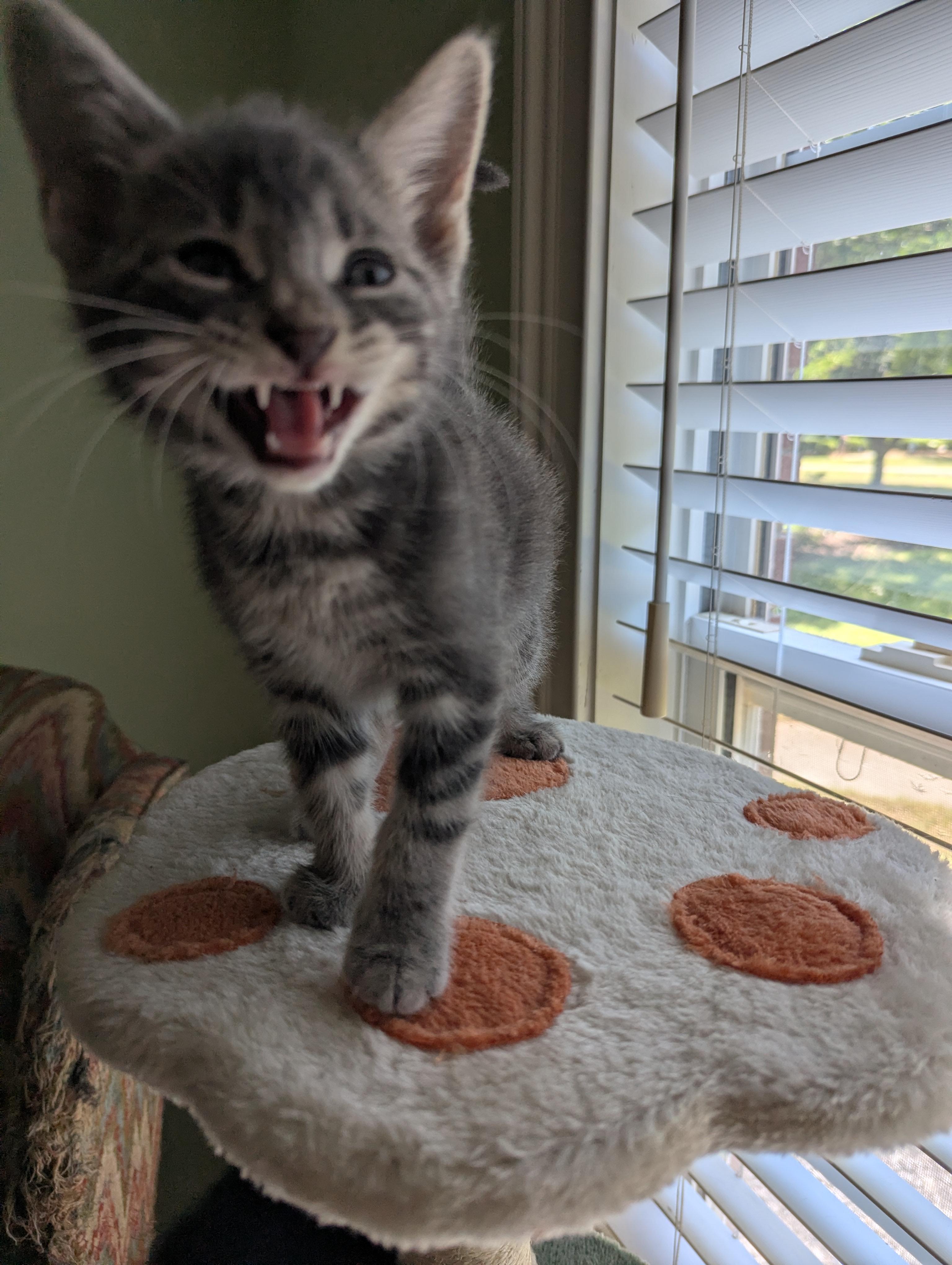 Tuna Turner, a ADOPTABLE Domestic Short Hair in Malden, MA image 4/5