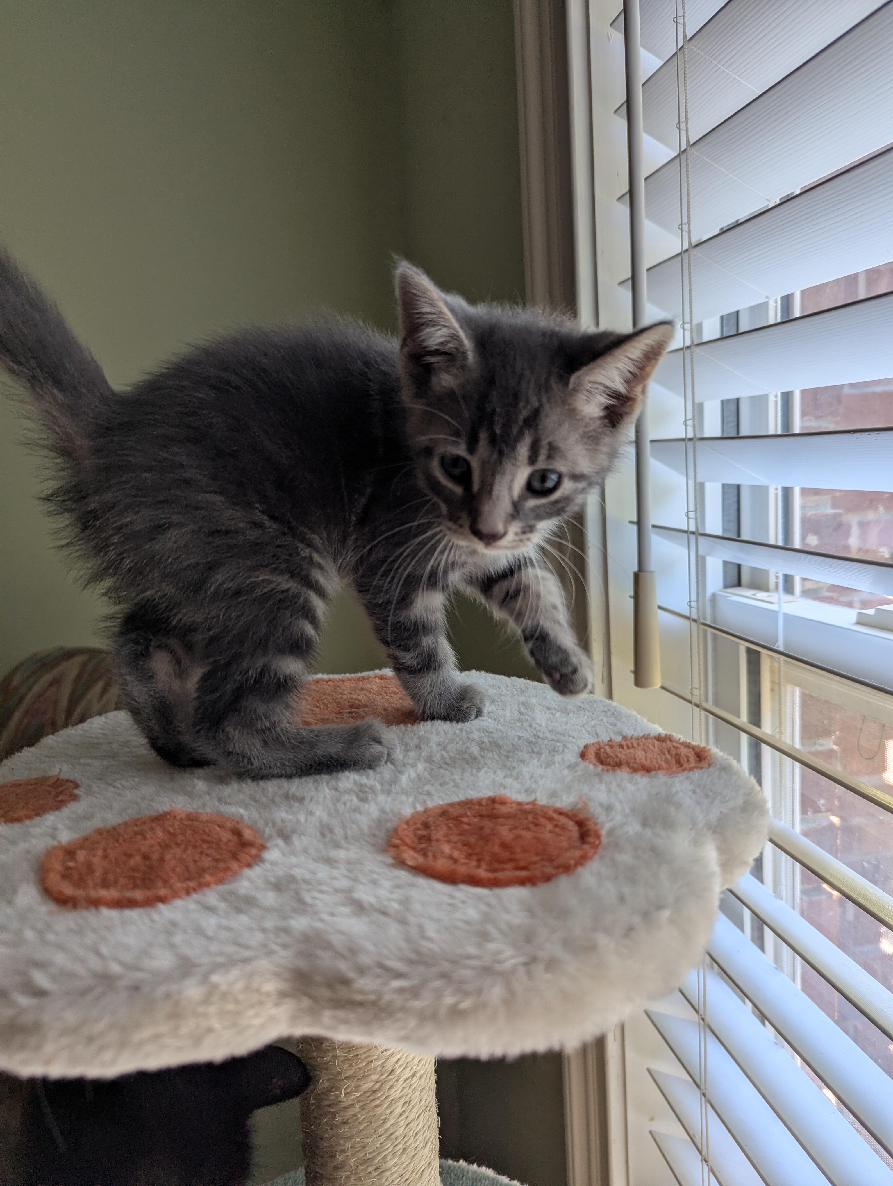 Tuna Turner, a ADOPTABLE Domestic Short Hair in Malden, MA image 5/5