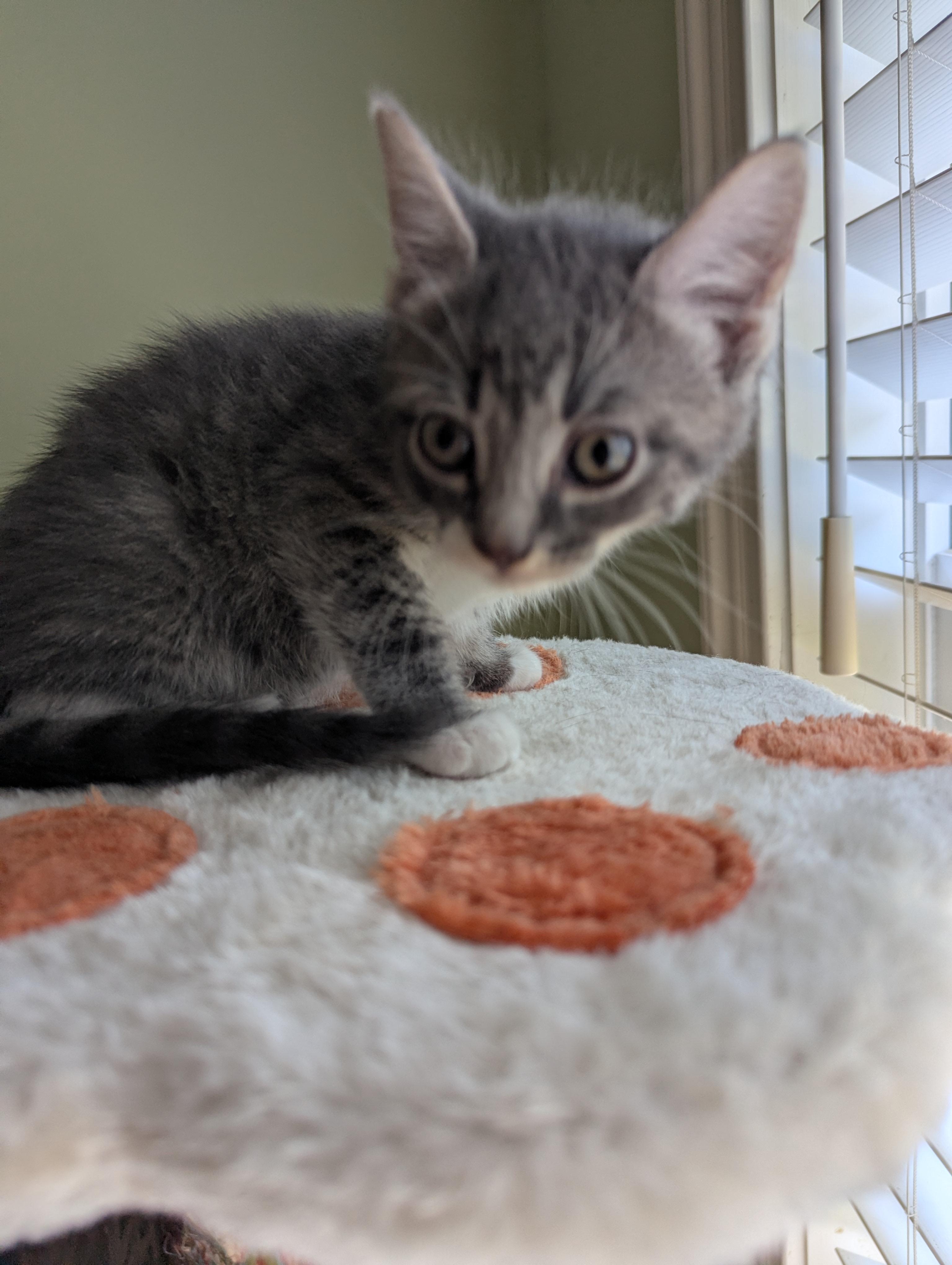 Tuna Turner, a ADOPTABLE Domestic Short Hair in Malden, MA image 3/5