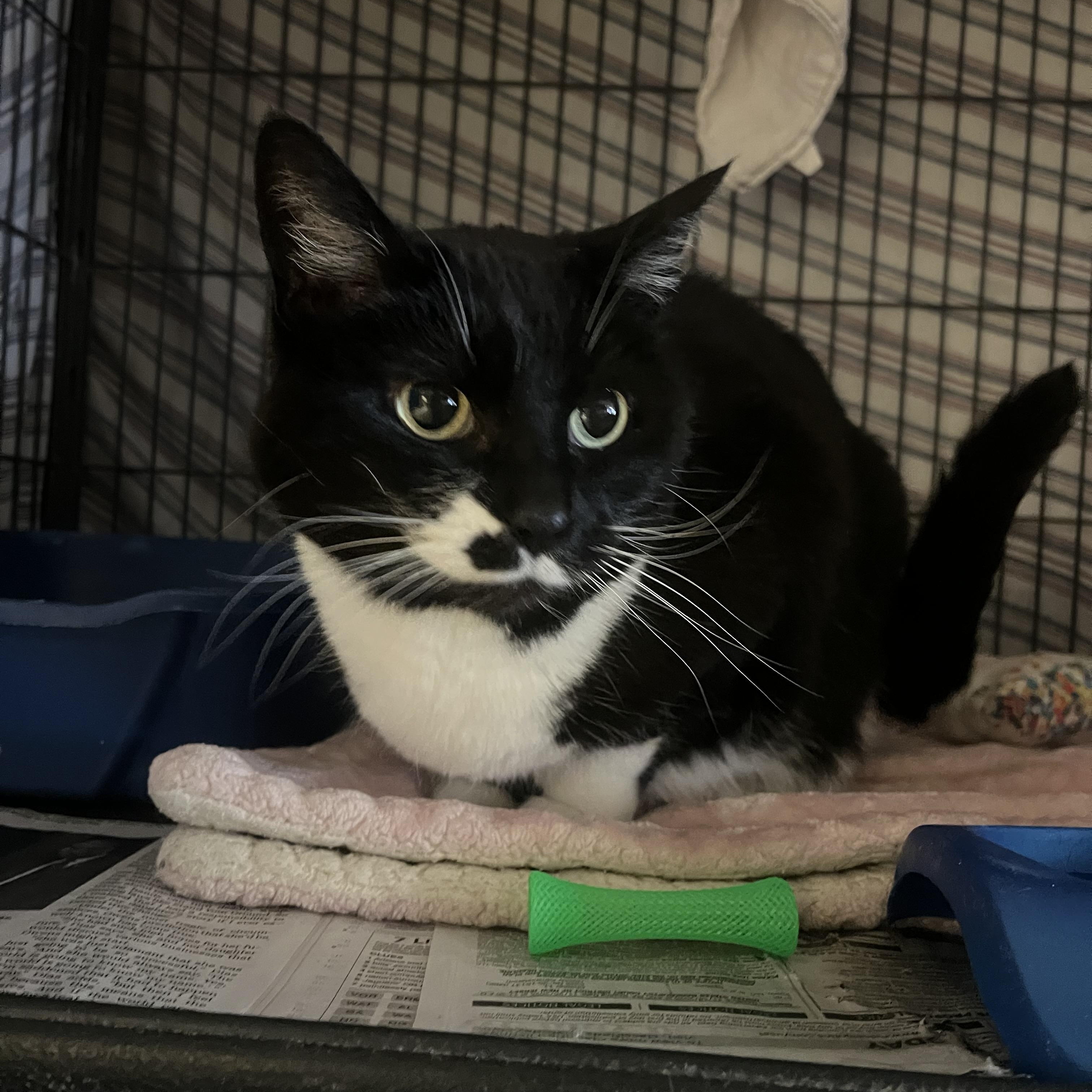 Lilac, an adoptable Domestic Medium Hair in Muncie, IN, 47303 | Photo Image 2