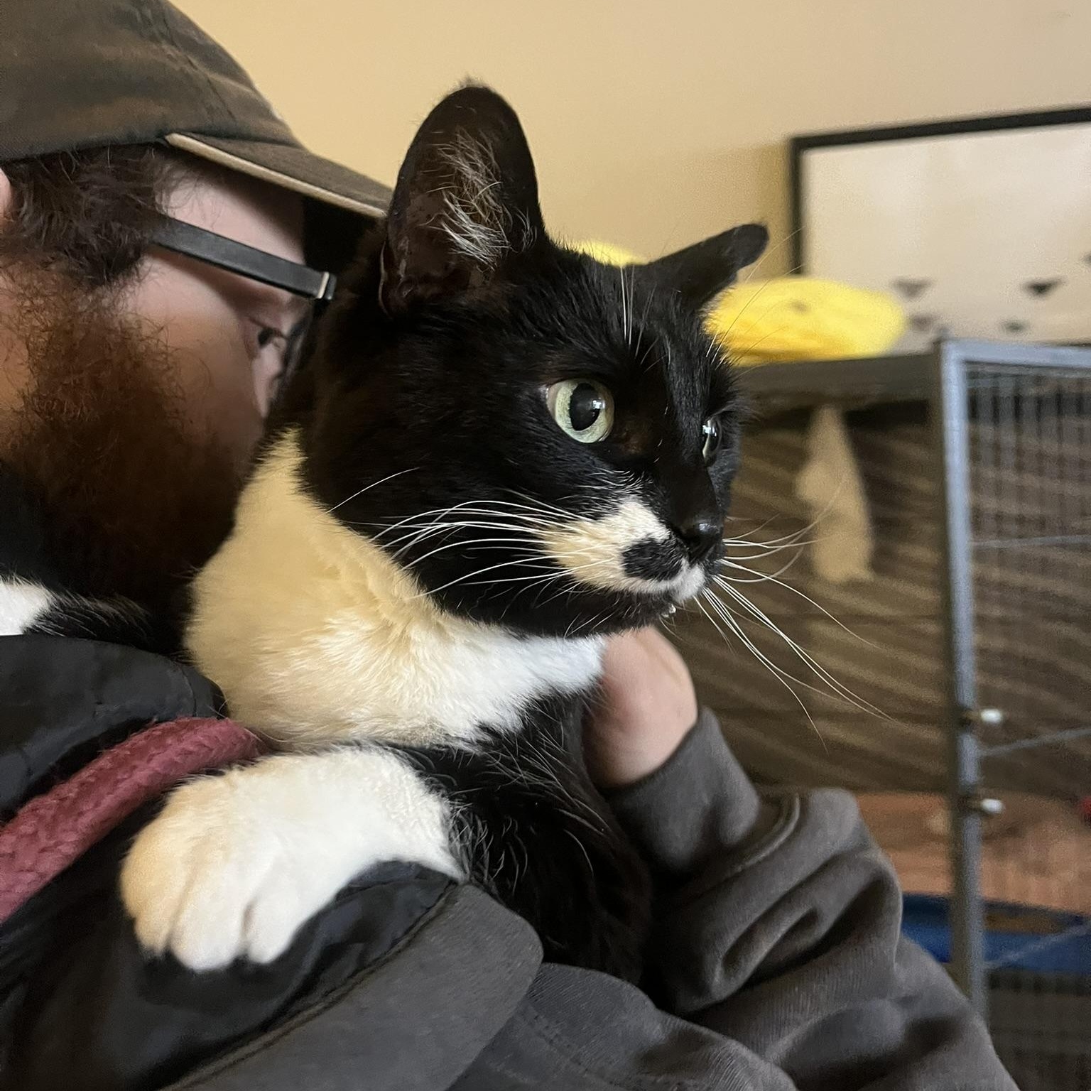 Lilac, an adoptable Domestic Medium Hair in Muncie, IN, 47303 | Photo Image 1