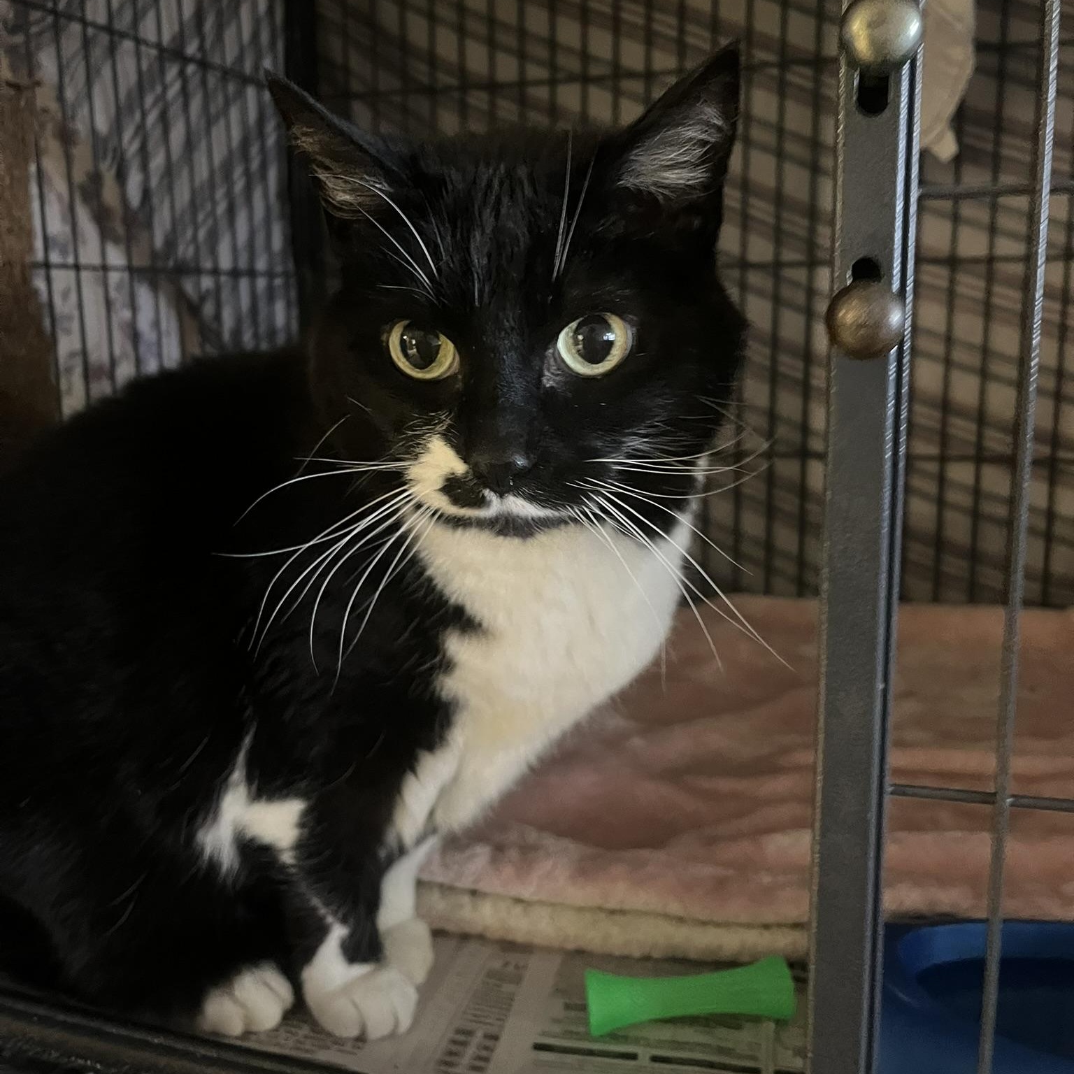 Lilac, an adoptable Domestic Medium Hair in Muncie, IN, 47303 | Photo Image 3