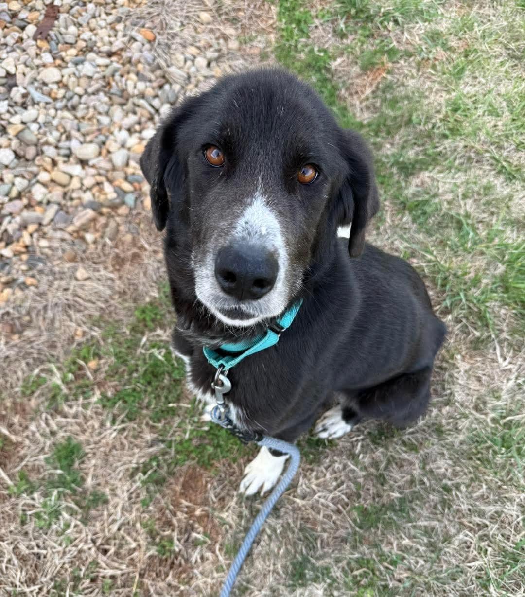 Fia ("Fiadh"): Not at shelter (Maia), Adoptable, Adult Female Border Collie & Great Pyrenees.