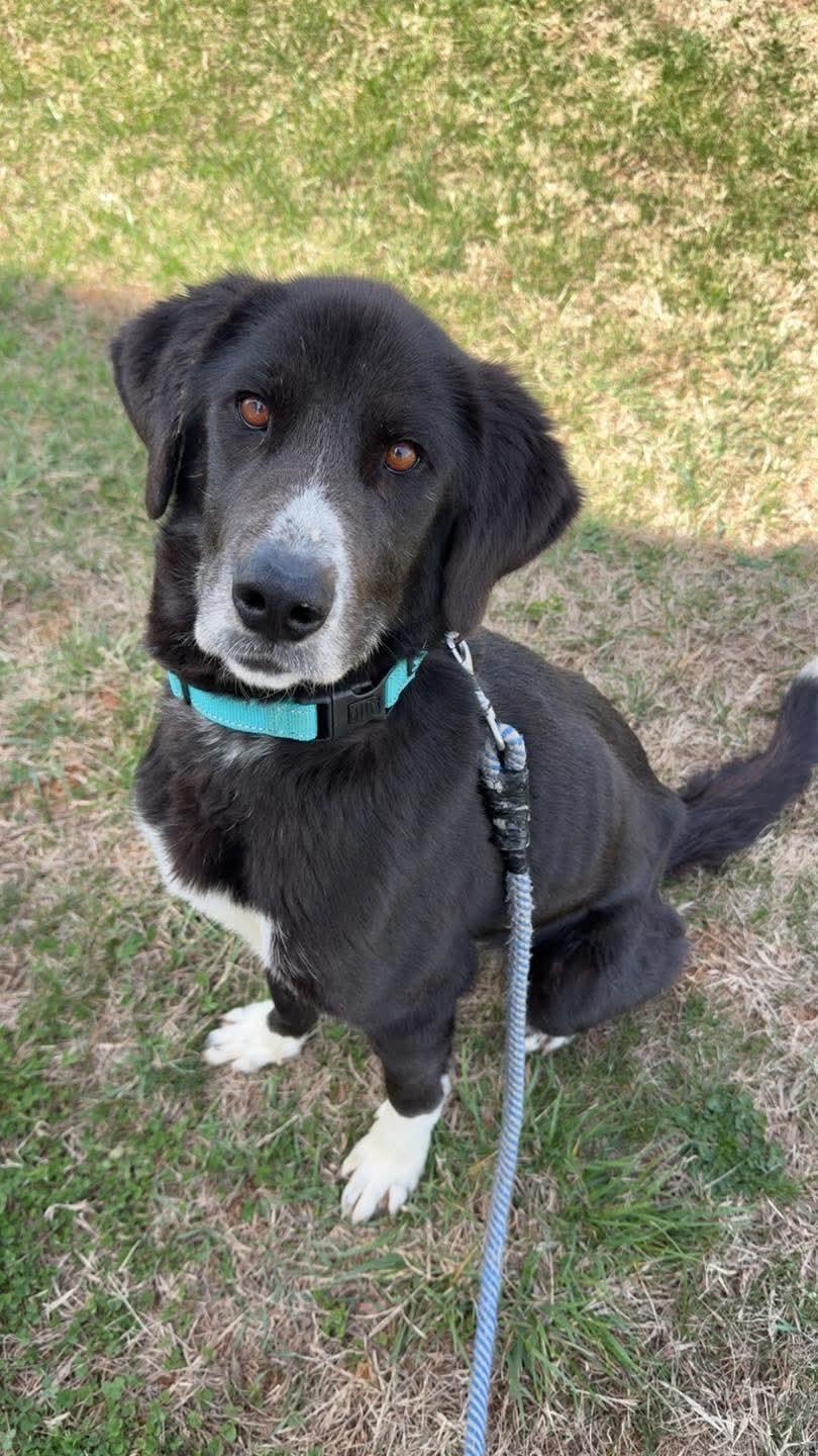 Enlarge Fia ("Fiadh"): Not at shelter (Maia), a Adoptable mixed breed in Rustburg, VA image 2/3