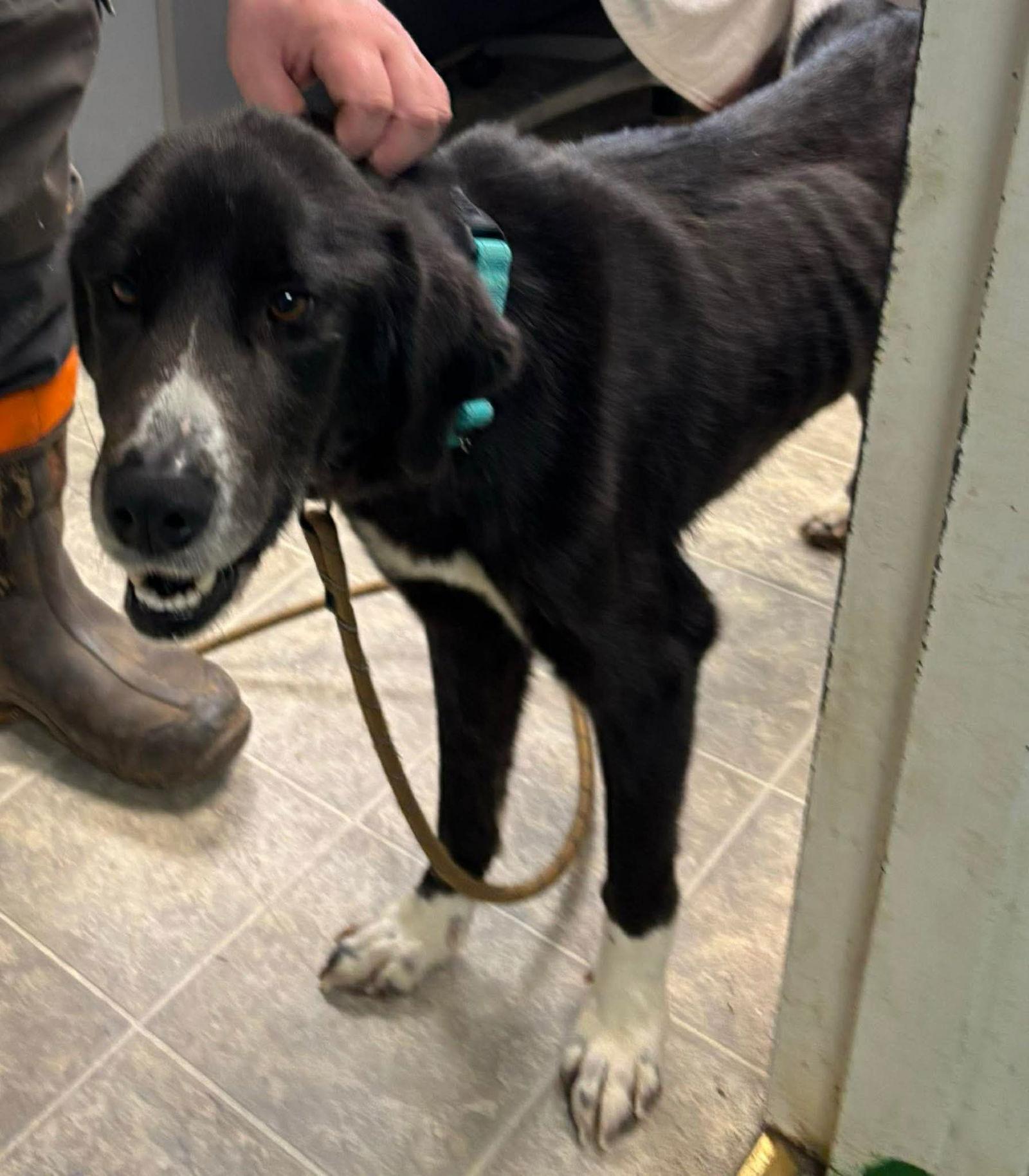 Enlarge Fia ("Fiadh"): Not at shelter (Maia), a Adoptable mixed breed in Rustburg, VA image 3/3