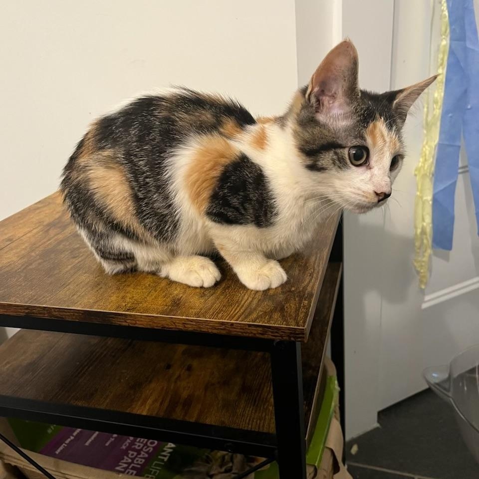 Enlarge Sauron, a Adoptable Domestic Short Hair in New York City, NY image 4/5