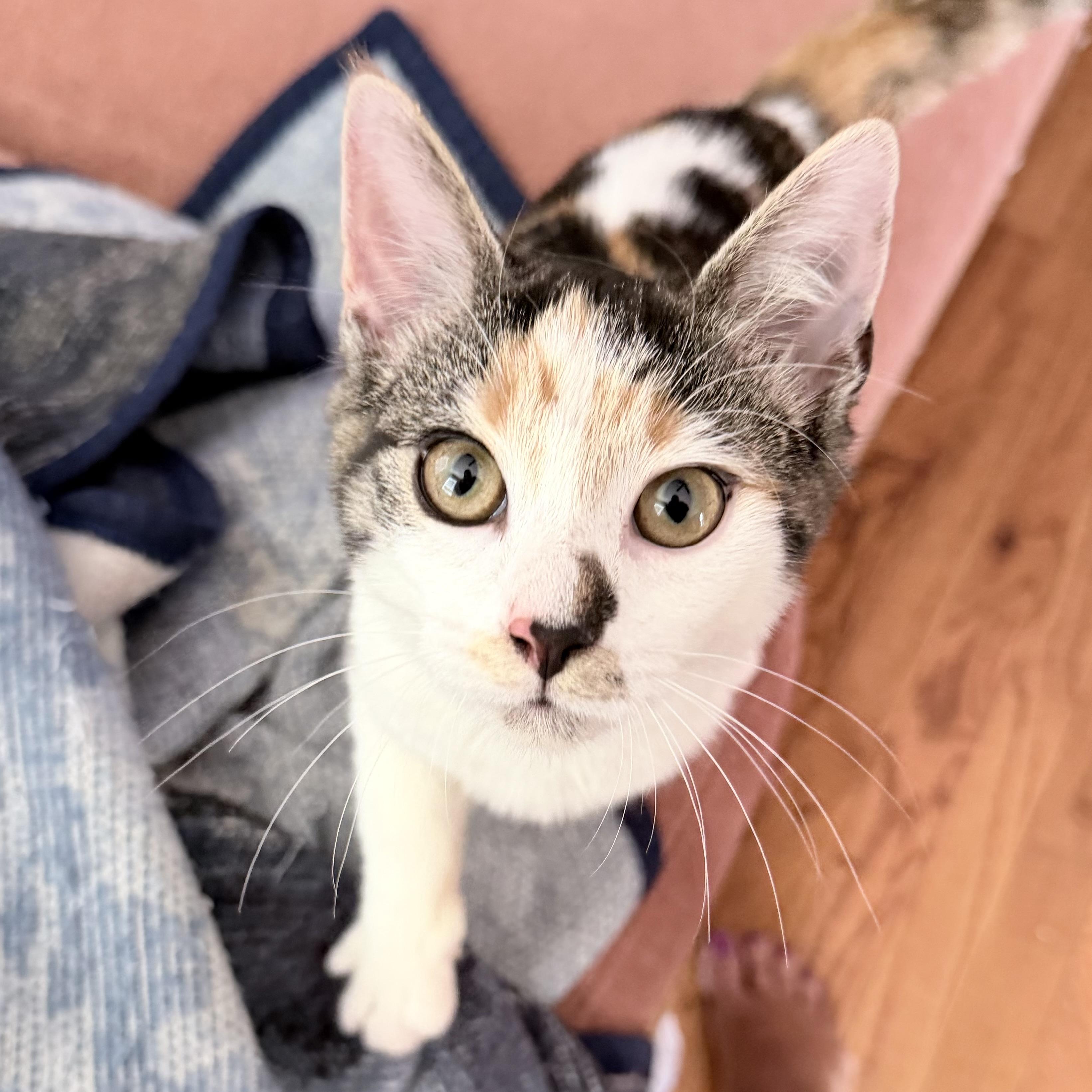 Sauron, Adoptable, Kitten Female Domestic Short Hair.