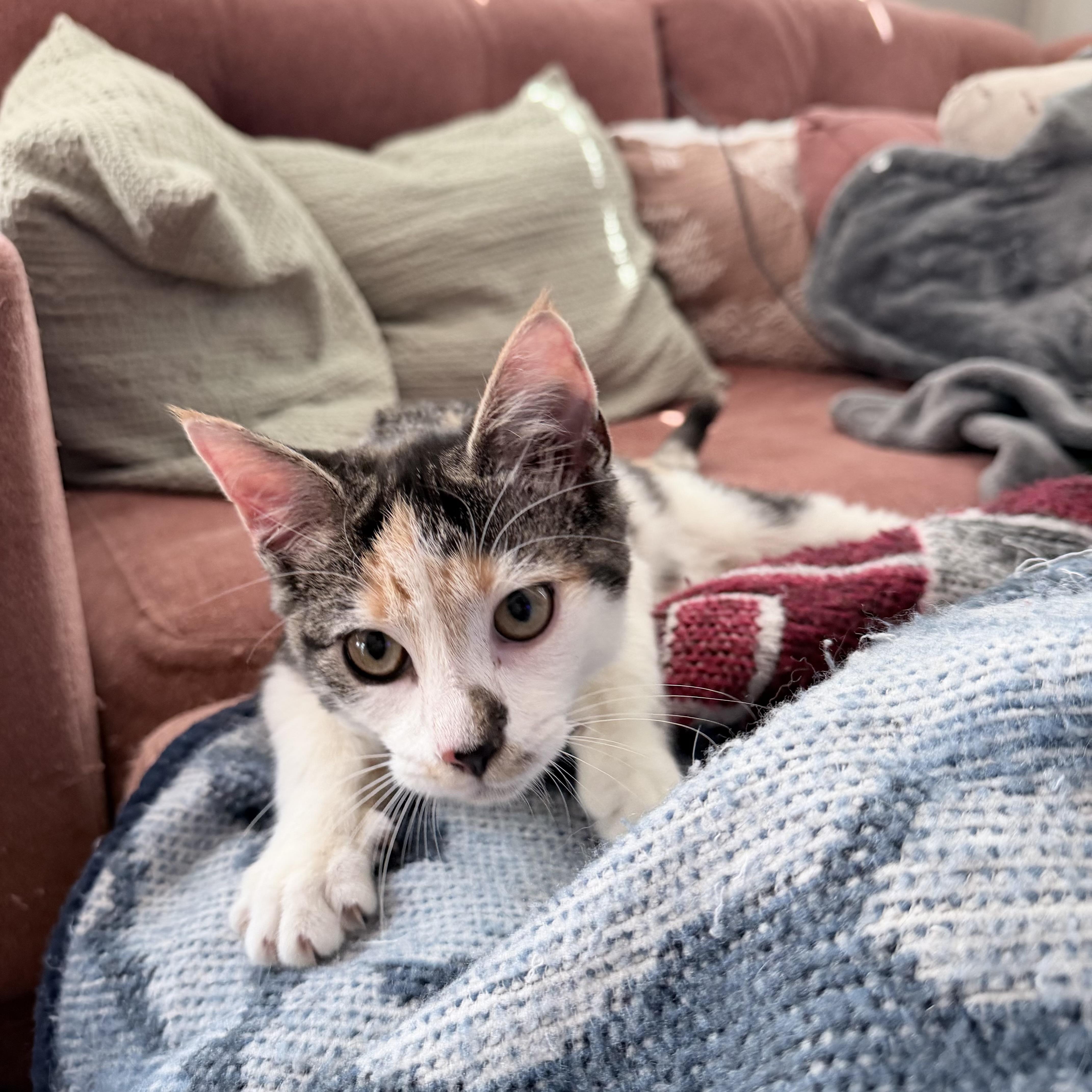 Enlarge Sauron, a Adoptable Domestic Short Hair in New York City, NY image 2/5