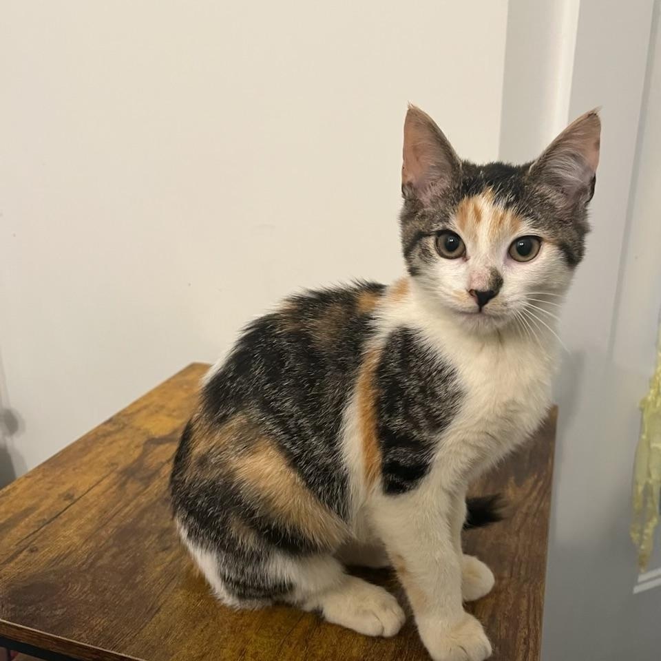 Enlarge Sauron, a Adoptable Domestic Short Hair in New York City, NY image 3/5