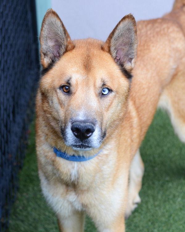 Payaso 308690, Adoptable, Adult Male Siberian Husky & Shepherd.