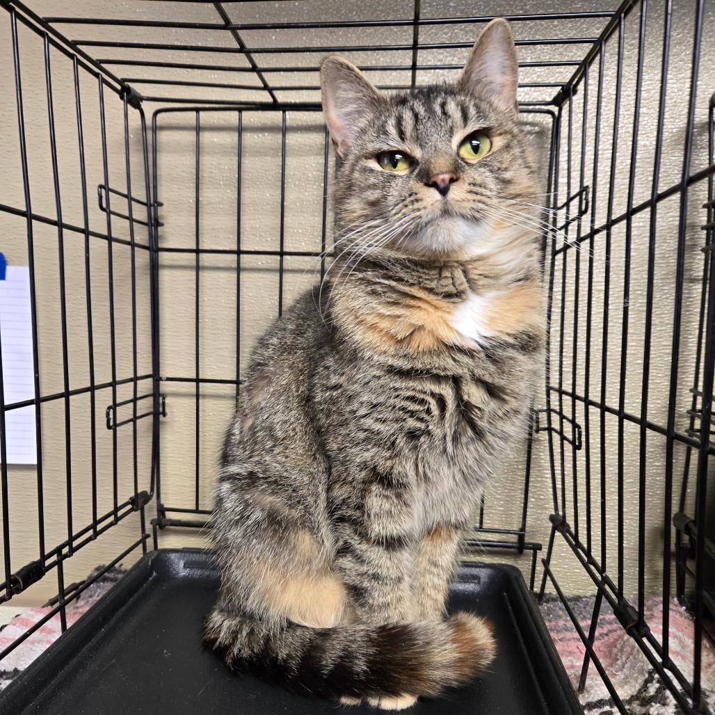 Enlarge Phia, a Adoptable Domestic Short Hair in Pennsville, NJ image 1/2