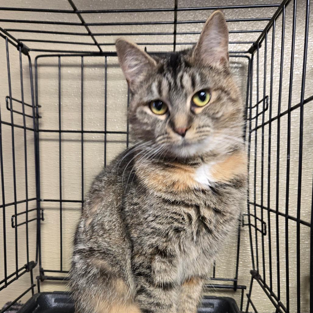 Enlarge Phia, a Adoptable Domestic Short Hair in Pennsville, NJ image 2/2