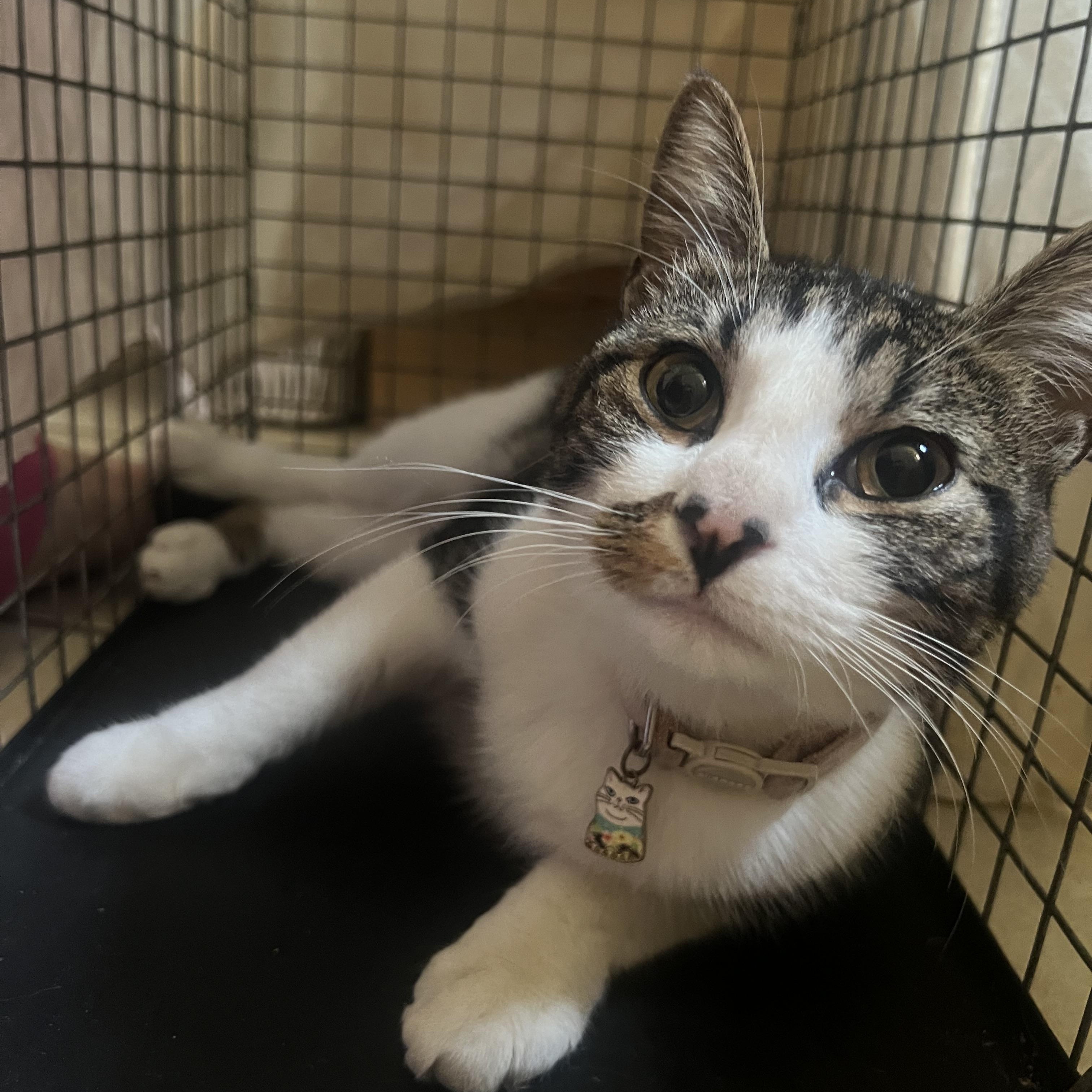 Bristol, a ADOPTABLE mixed breed in New york, NY image 2/4