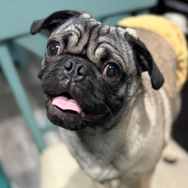 Marco, Adoptable, Young Male Pug.