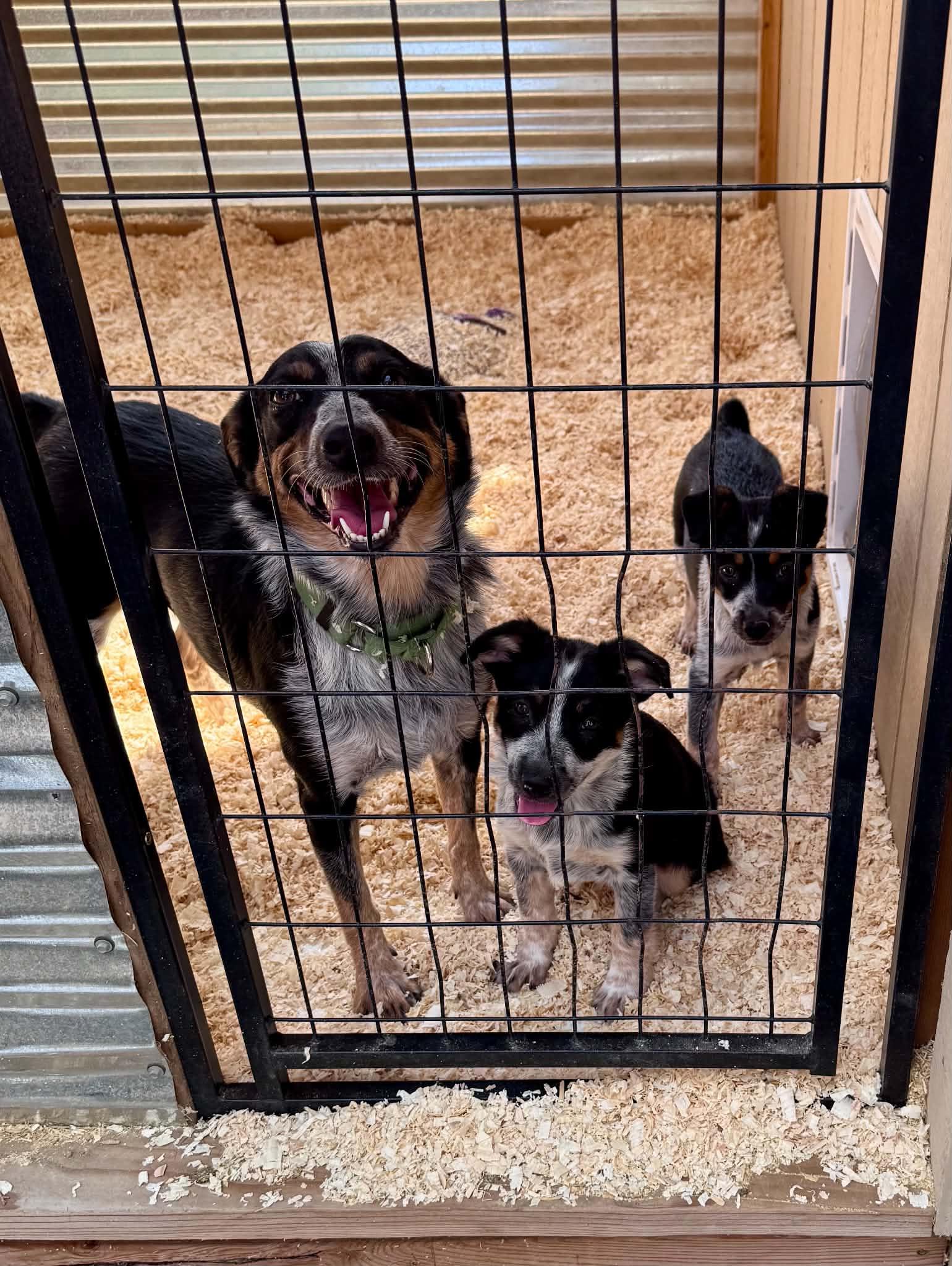 Momma and heeler mix puppies, a ADOPTABLE mixed breed in Bend, OR image 1/3
