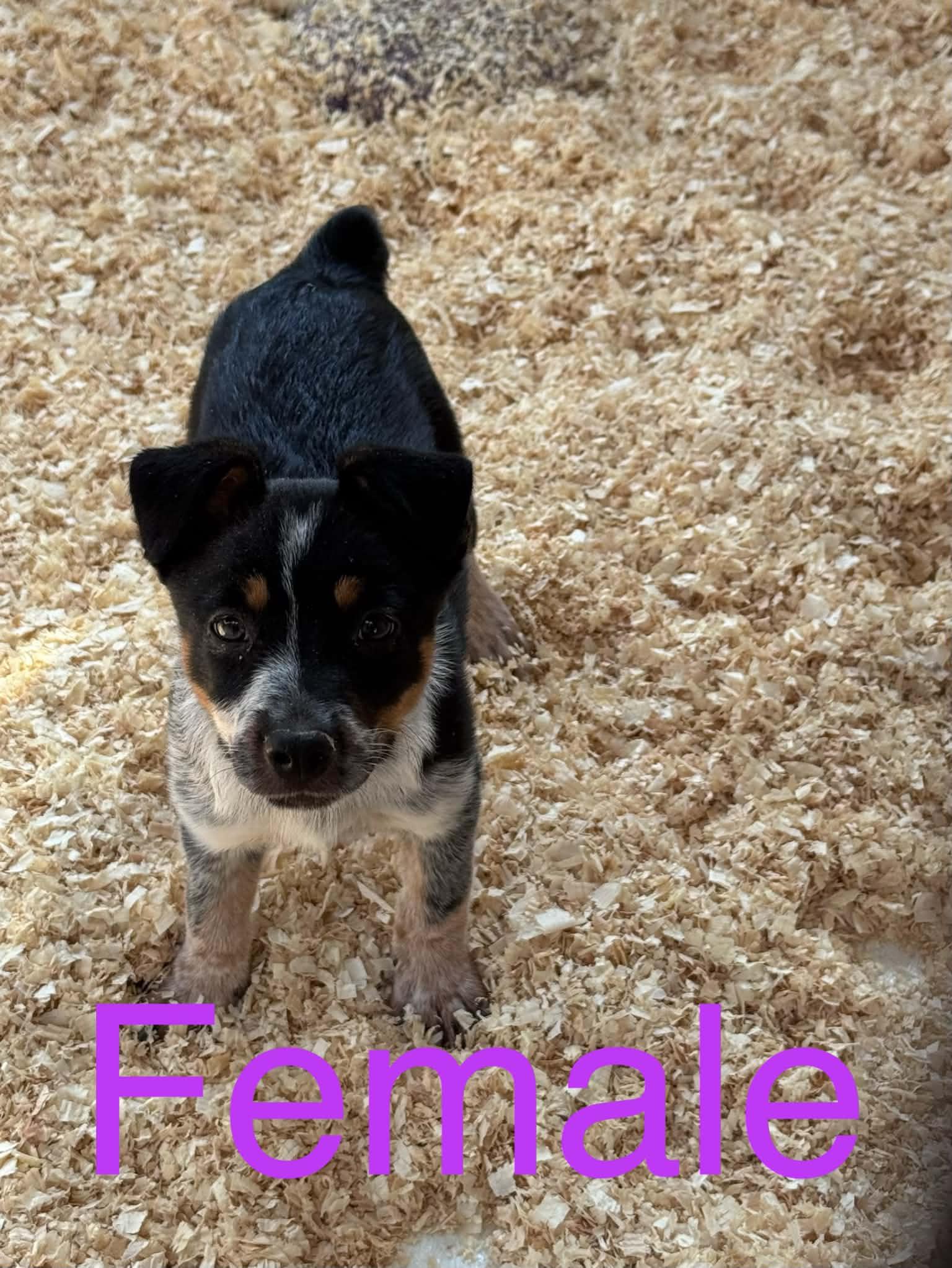 Momma and heeler mix puppies, a ADOPTABLE mixed breed in Bend, OR image 3/3
