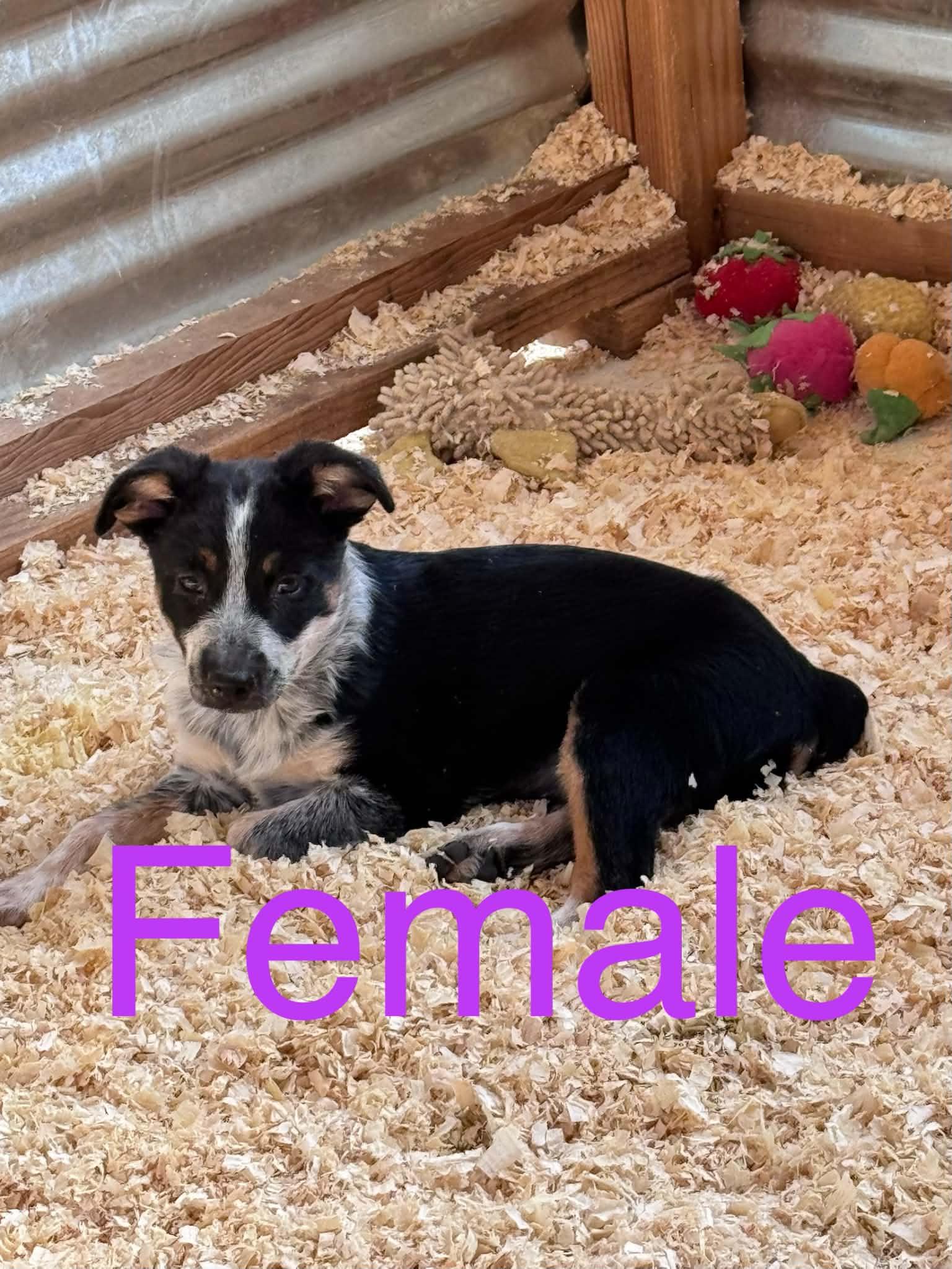 Momma and heeler mix puppies, a ADOPTABLE mixed breed in Bend, OR image 2/3