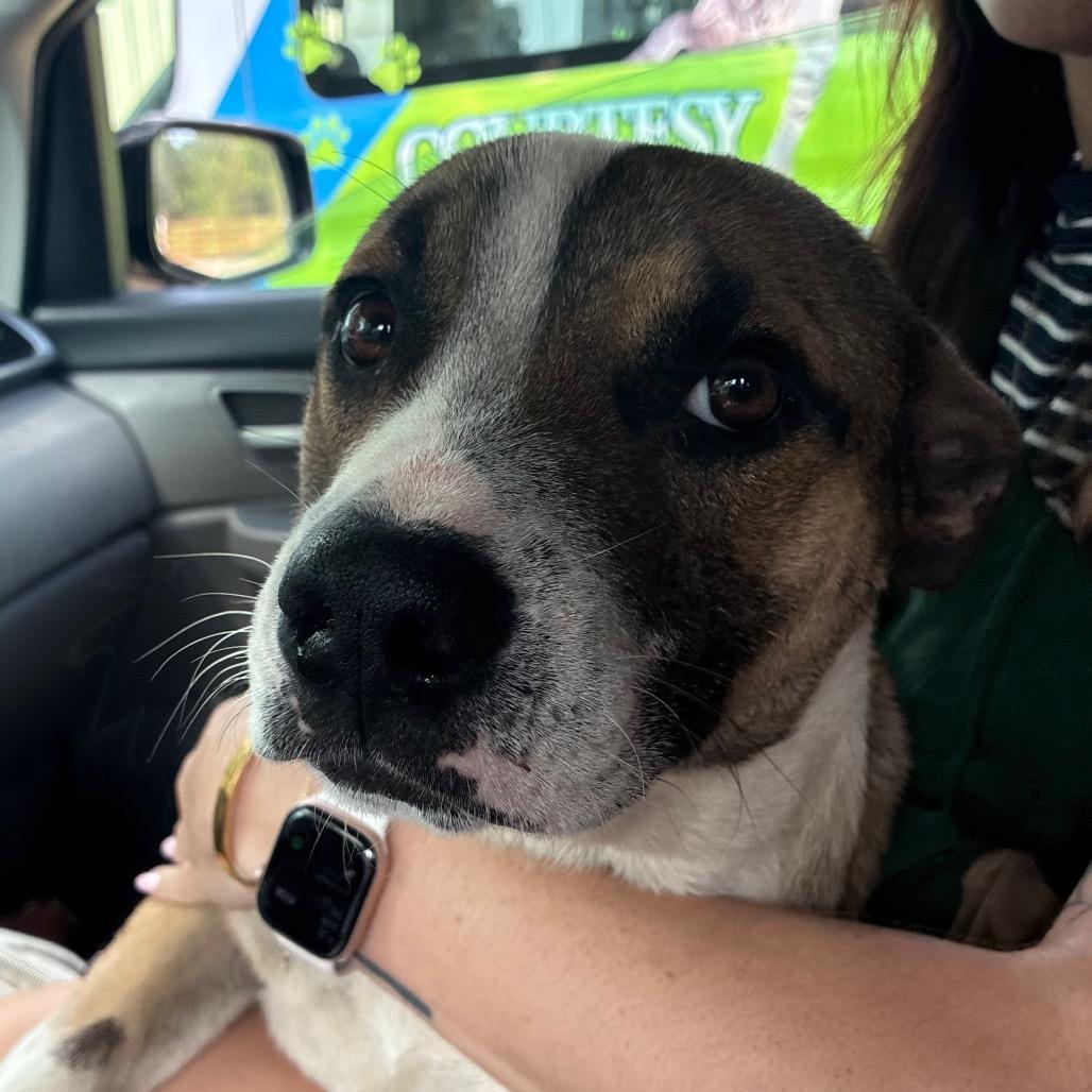 Enlarge Highway, a Adoptable mixed breed in Hattiesburg, MS image 1/1
