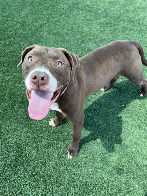 CHARLIE, Adoptable, Young Male Pit Bull Terrier.