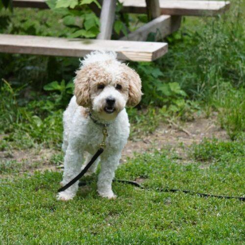 Bingo, Adoptable, Puppy Male Poodle & Bichon Frise.