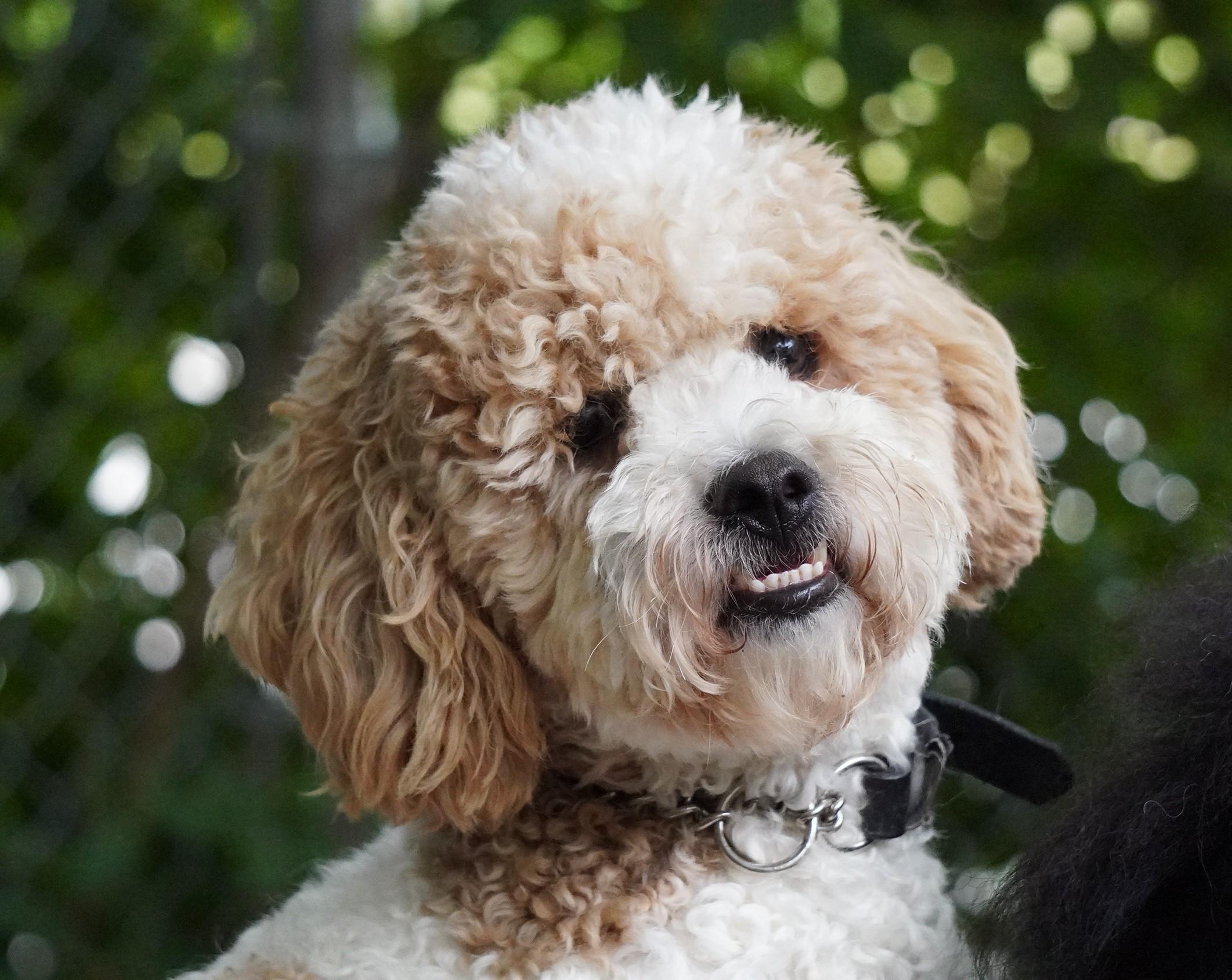 Bingo, a Adoptable mixed breed in King City, ON image 2/5