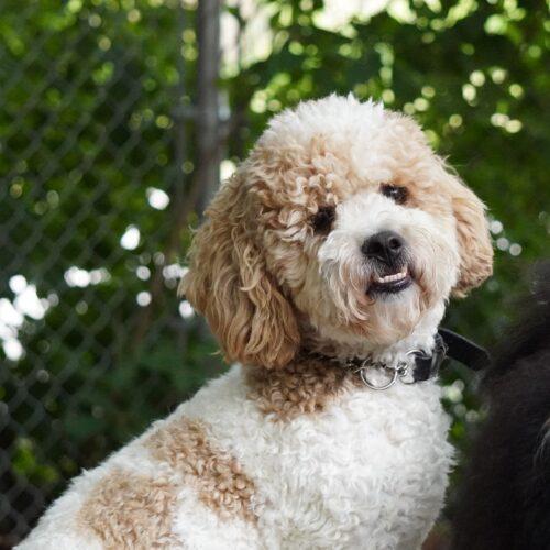 Bingo, a Adoptable mixed breed in King City, ON image 3/5