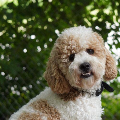 Bingo, a Adoptable mixed breed in King City, ON image 4/5