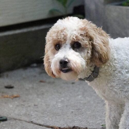 Bingo, a Adoptable mixed breed in King City, ON image 5/5