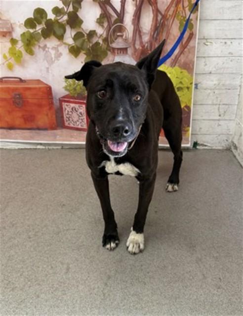 Enlarge SOPHIE, a Adoptable mixed breed in San Bernardino, CA image 1/1