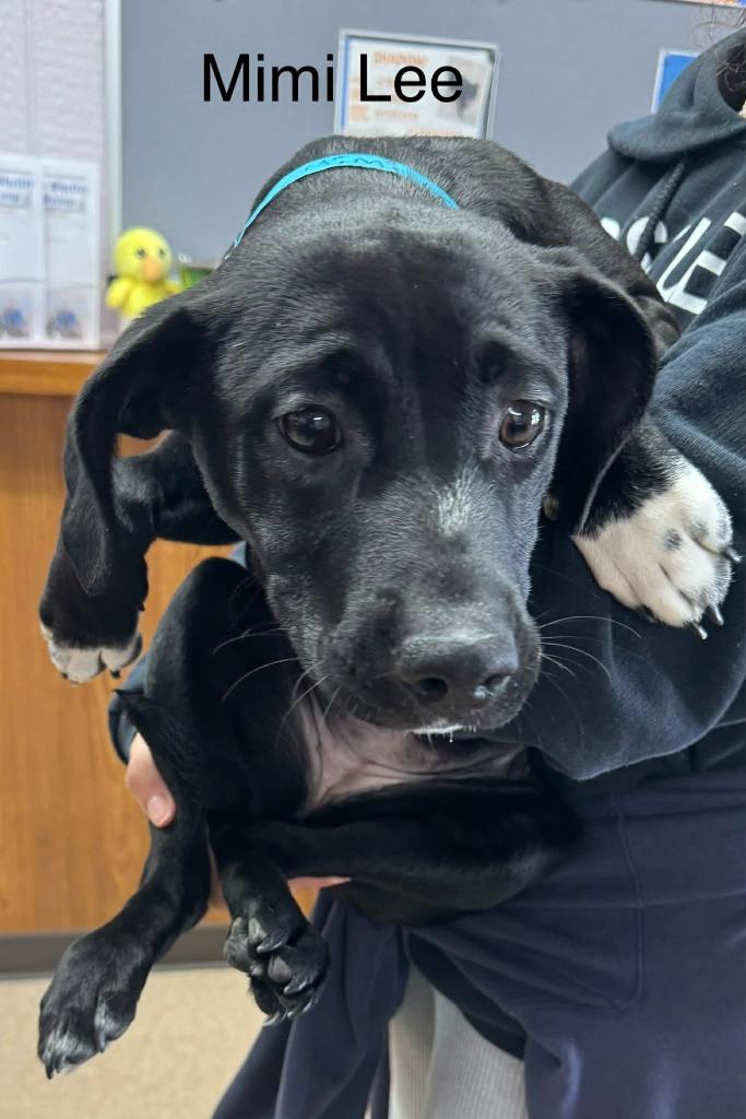 Mimi Lee, Adoptable, Young Female Mixed Breed.