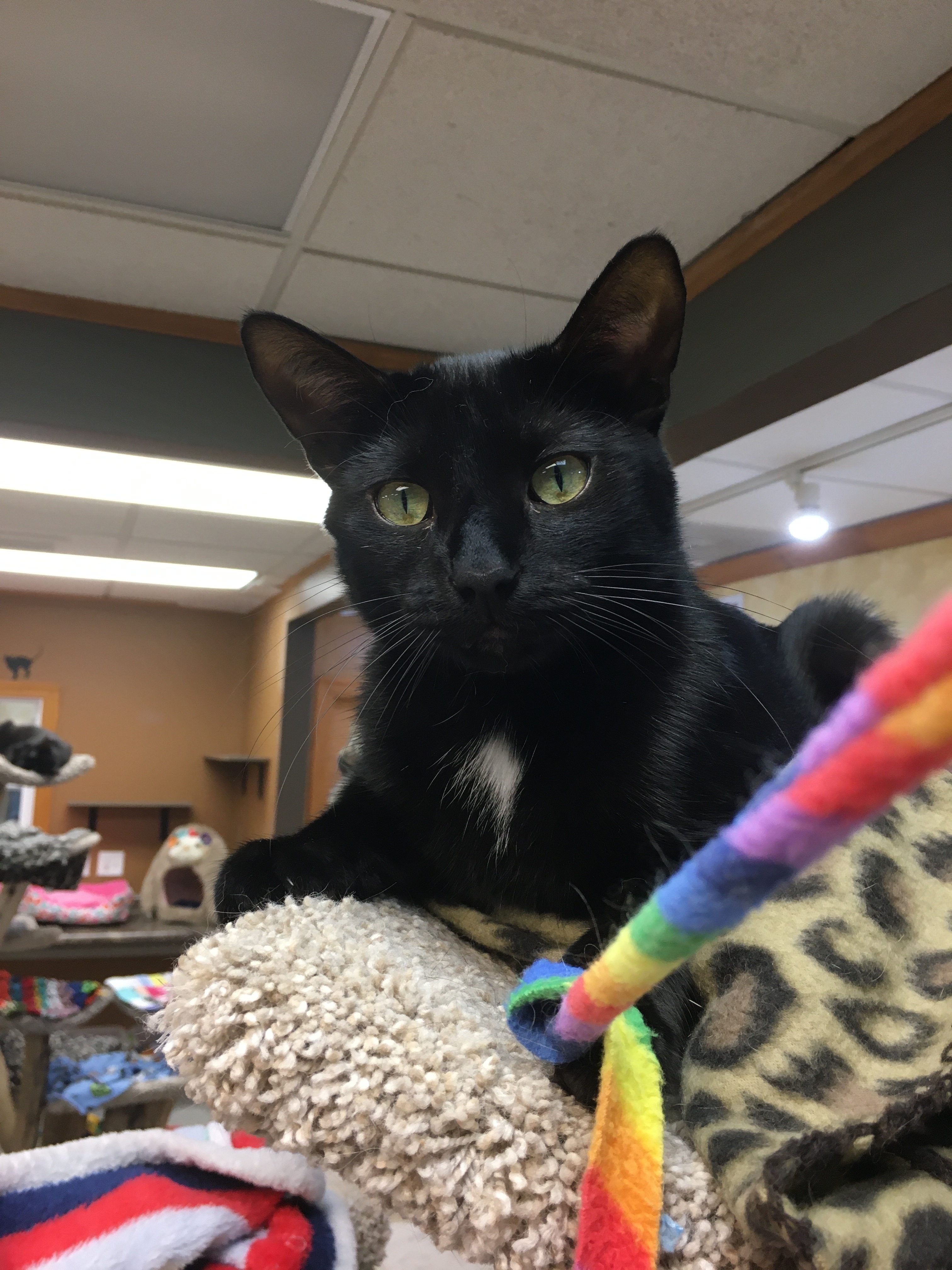 Enlarge Ebony, a Adoptable Domestic Short Hair in Crystal Lake, IL image 3/6