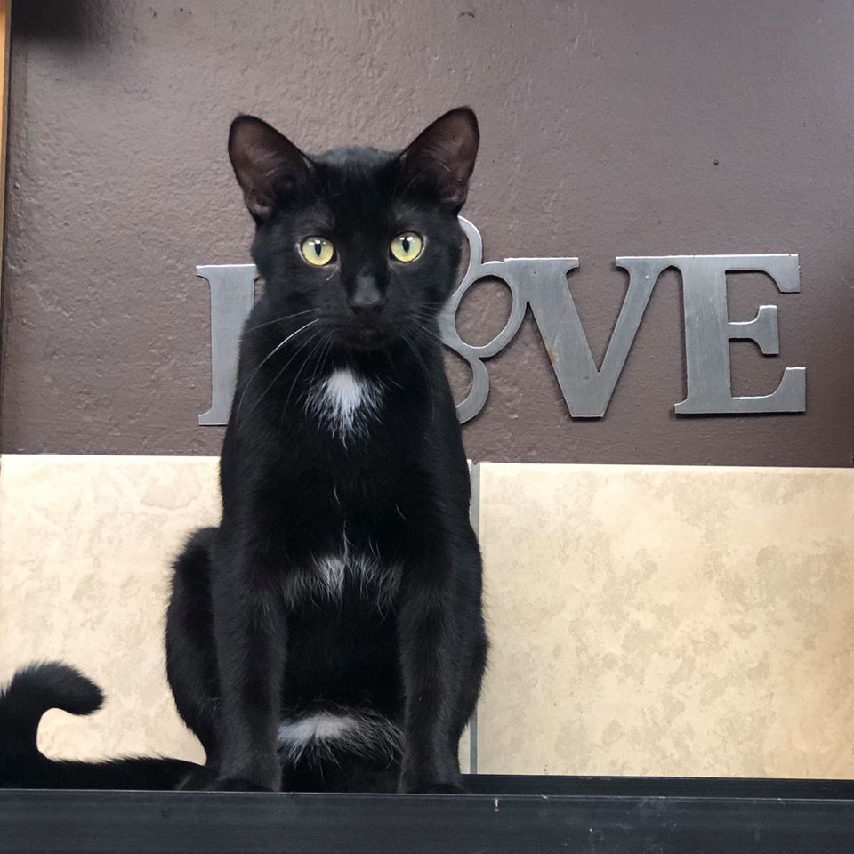 Enlarge Ebony, a Adoptable Domestic Short Hair in Crystal Lake, IL image 2/6