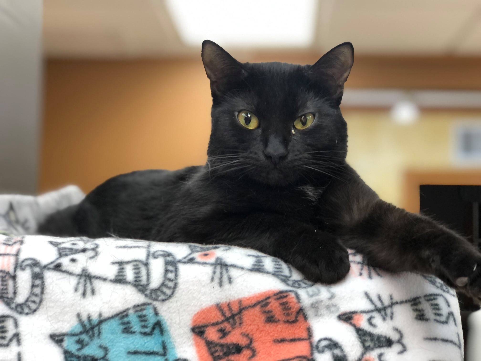 Ebony, an adoptable Domestic Short Hair in Crystal Lake, IL, 60012 | Photo Image 4