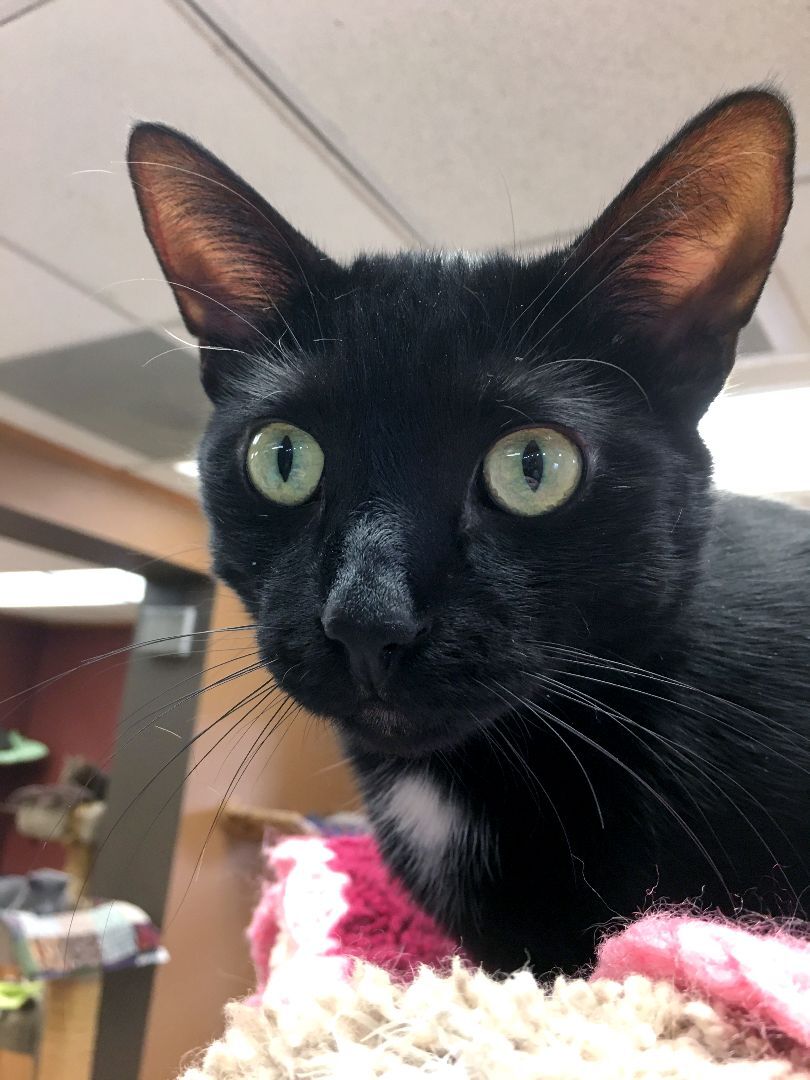 Enlarge Ebony, a Adoptable Domestic Short Hair in Crystal Lake, IL image 6/6