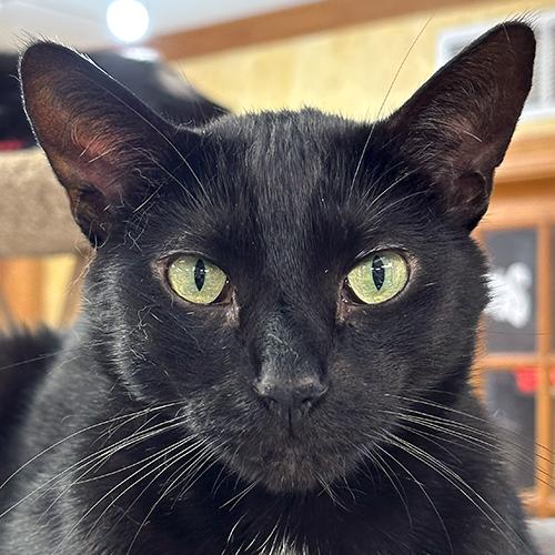 Ebony, Adoptable, Adult Male Domestic Short Hair.