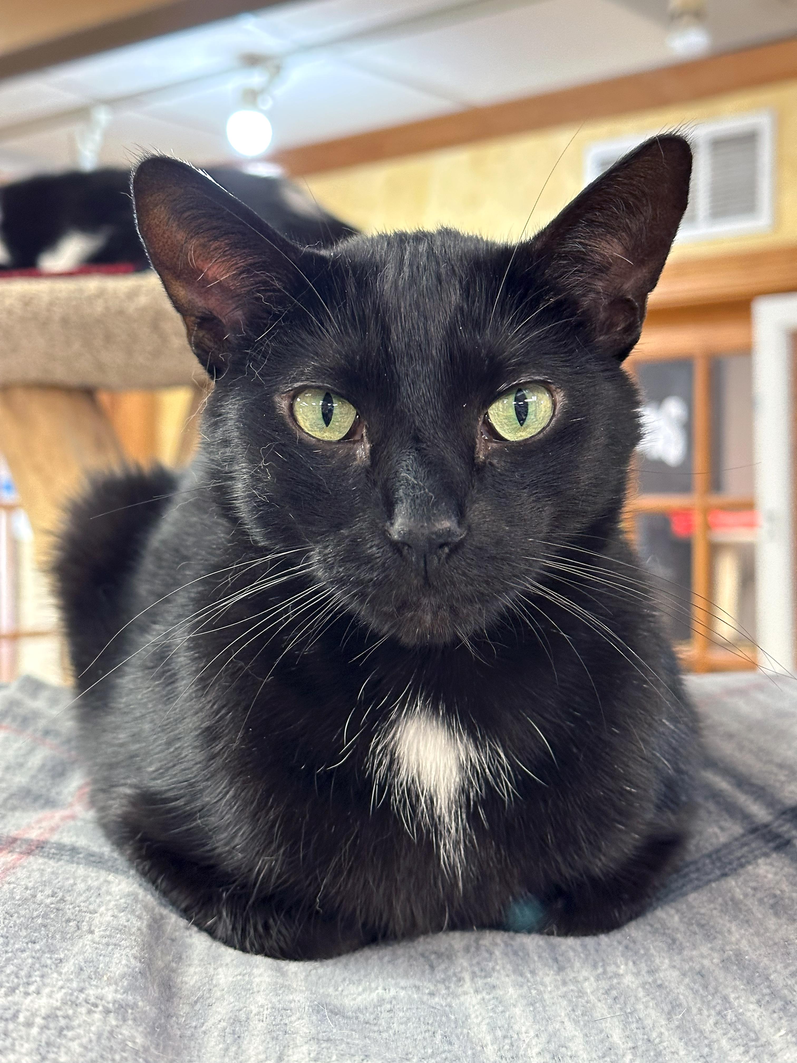 Ebony, an adoptable Domestic Short Hair in Crystal Lake, IL, 60012 | Photo Image 5