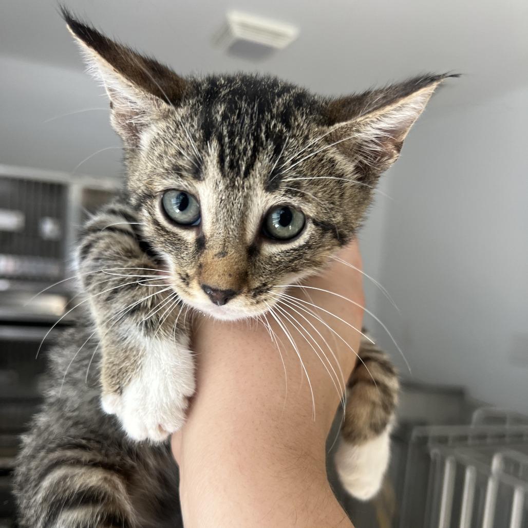 Wild Mangobear Dilly, Adoptable, Kitten Male Domestic Long Hair.