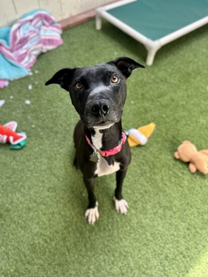 Oatmeal Molasses, a Adoptable mixed breed in Encinitas, CA image 5/5