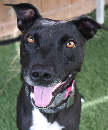 Oatmeal Molasses, a Adoptable mixed breed in Encinitas, CA image 1/5