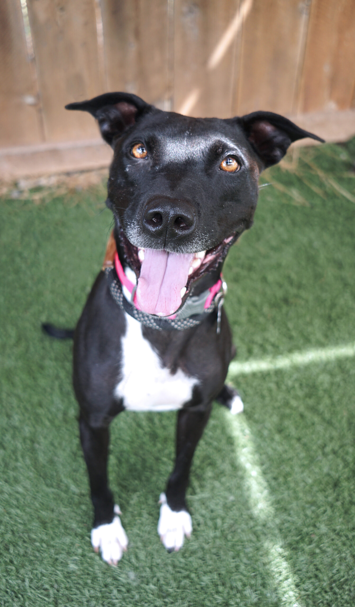 Oatmeal Molasses, a Adoptable mixed breed in Encinitas, CA image 2/5