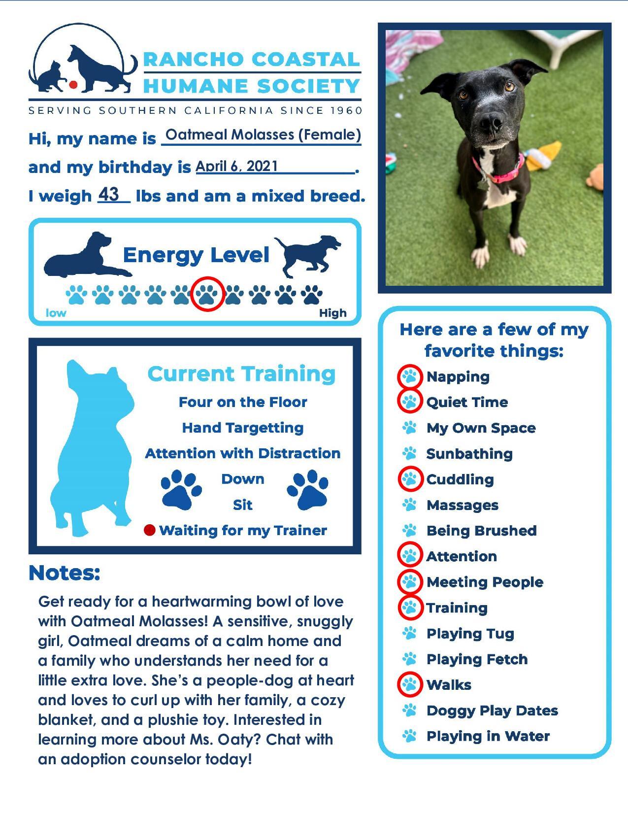 Oatmeal Molasses, a Adoptable mixed breed in Encinitas, CA image 3/5