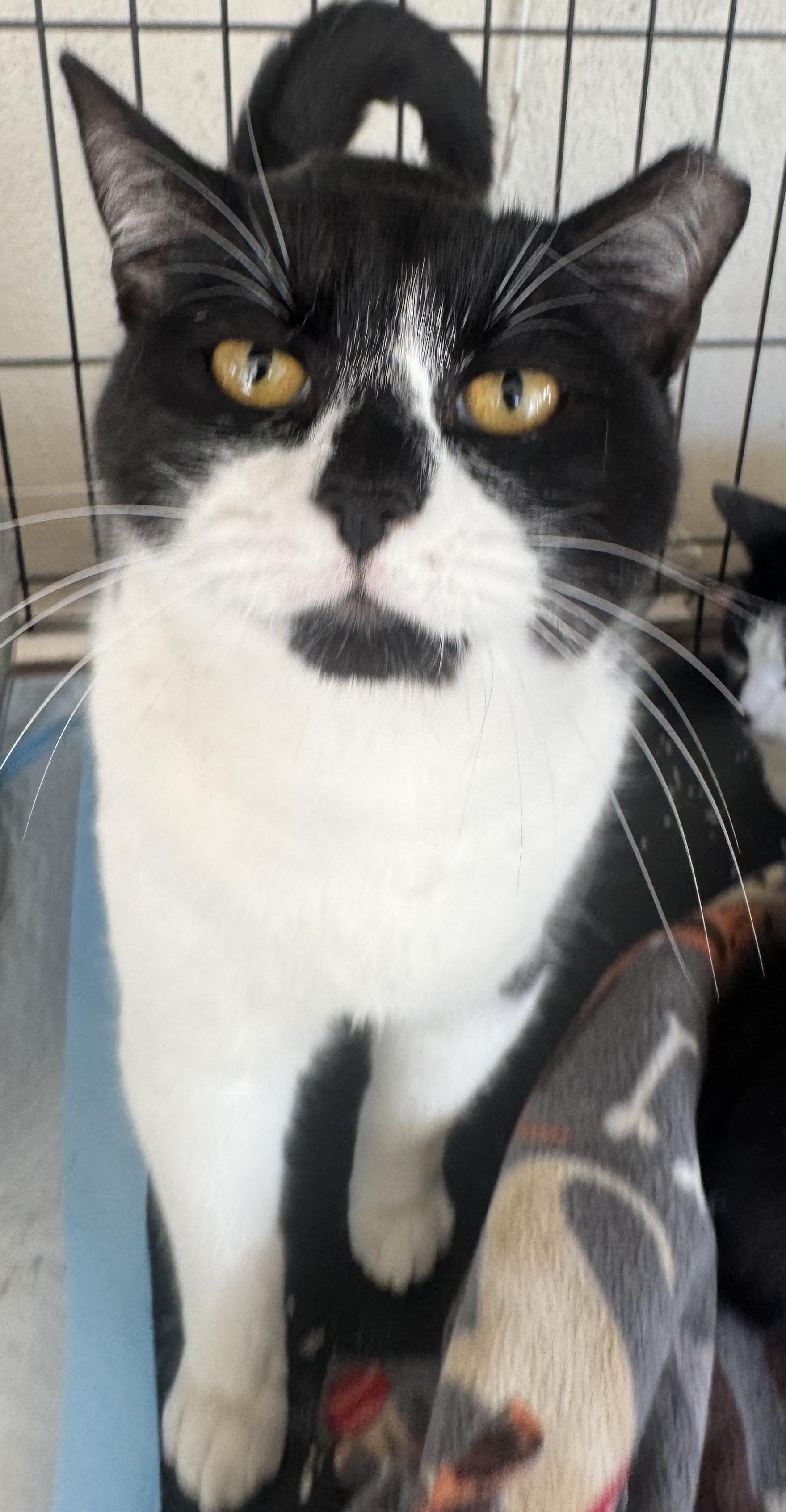 Layla — thumbnail 2